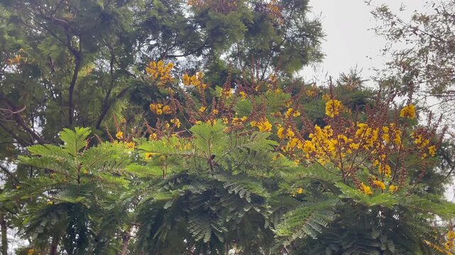 Outdoors garden surrounded by flower blossoming trees, stock footage