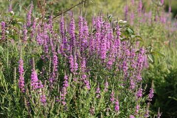 Obraz premium Jolies fleurs Salicaire pourpre, Lythrum salicaria