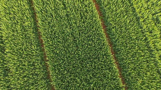aerial view of Green Wheat Fields with Geometric Patterns