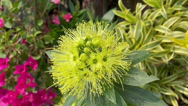 Outdoors garden surrounded by flower blossoming trees, stock footage