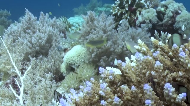 Mesmerizing striped damselfish explore a vibrant Red Sea coral garden. Colorful fish dart among intricate structures, creating a peaceful aquatic tableau bathed in serene daytime light.