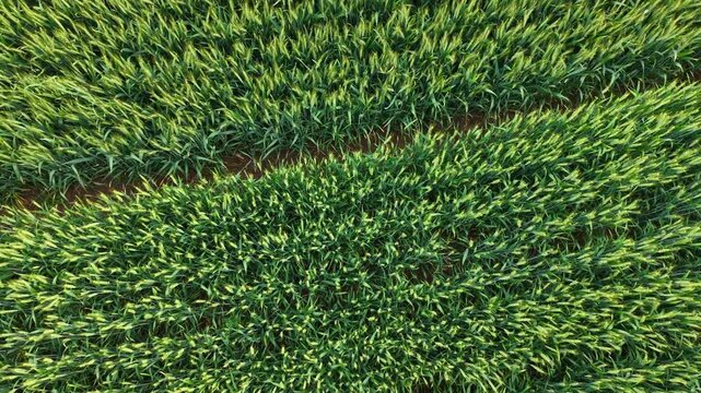 aerial view of Green Wheat Fields with Geometric Patterns