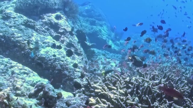 Witness a spectacular display of ocean life as myriad fish species swim among the intricate patterns of a healthy coral reef. The sunlit deep reveals nature's incredible artistry during daytime.