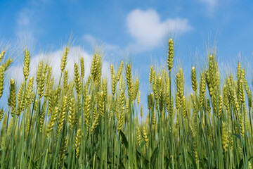Obraz premium A low-angle shot of young green wheat stalks in a field. The vibrant grain ears stand tall against a bright blue sky with soft white clouds, symbolizing growth and agriculture.