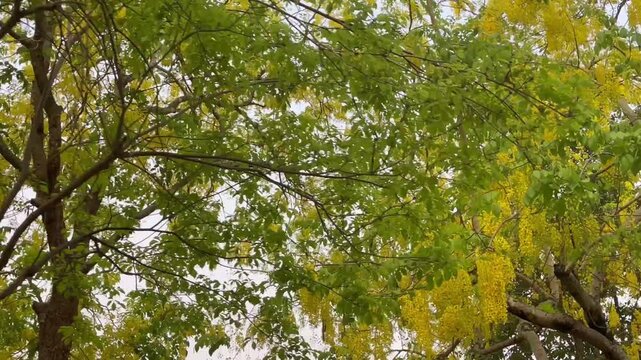 Outdoors garden surrounded by flower blossoming trees, stock footage