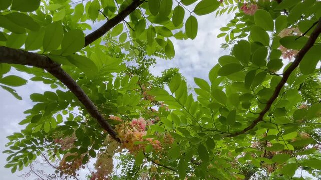 Outdoors garden surrounded by flower blossoming trees, stock footage