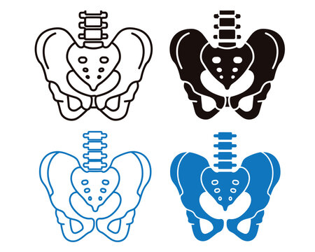Human pelvis anatomy illustration set with spinal column in four color variations