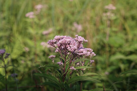 Belles fleurs L'eupatoire macul&eacute;e, Eutrochium maculatum