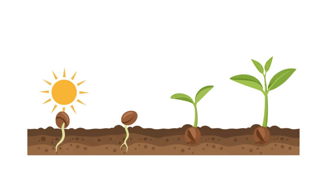 Vector illustration of plant growth stages from seed germination in soil to a small green seedling with leaves, showing chronological development under a sun on white background.