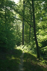 Fototapeta premium Scenic Hiking Trail through Lush Green Beech Forest in Bright Sunlight, Narrow Path under Tall Deciduous Tree Canopy, Beautiful Summer Woodland Nature Background for Outdoor Adventure and Travel.