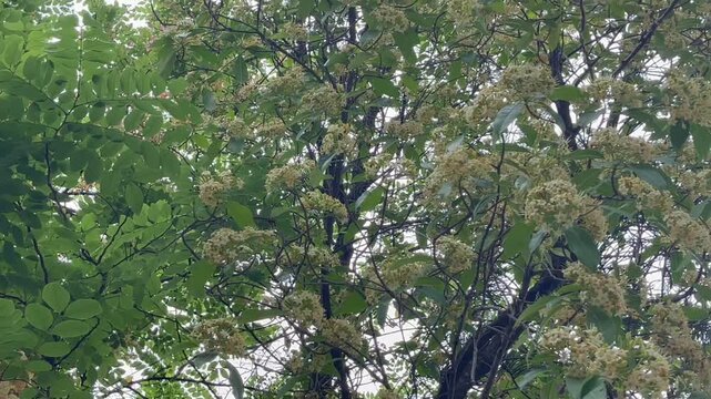 Outdoors garden surrounded by flower blossoming trees, stock footage