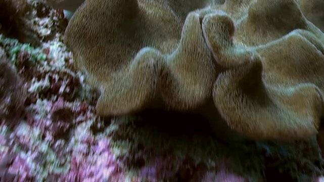 A wondrous brown coral gracefully unfurls its ruffled tapestry underwater, revealing delicate azure polyps.