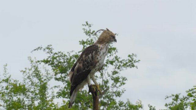 A changeable hawk-eagle perched alert on the top of a bare branch in Udawalawe, Sri Lanka, with soft green foliage and open sky in the background.