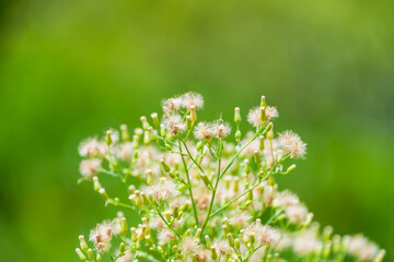 Fototapeta premium Close up of wild flaxleaf fleabane white fluffy seeds and buds in a natural field with soft green bokeh background for environmental concept