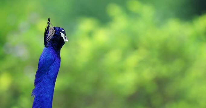 Peacock head and neck in profile showing vibrant blue feathers, white facial markings, and erect crown plumage against soft green background. Static close up head shot with shallow depth of field.