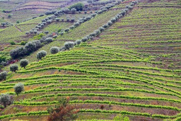 Obraz premium Douro vineyards and olive trees. Portugal vineyard rural landscape. Alto Douro DOC wine making region landscape.