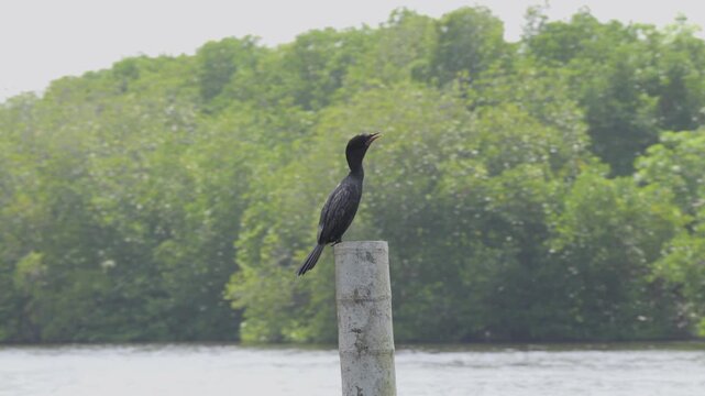 Parallax shot of a cormorant perched on a weathered post above the Hikkaduwa River, with lush mangroves softly blurred in the background in Sri Lanka.