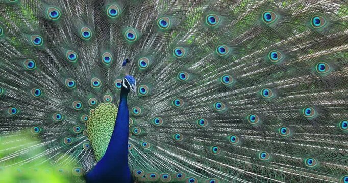 Peacock displaying fully fanned tail feathers with vibrant blue and green iridescent plumage and distinctive eye patterns. Close-up shot captures intricate feather detail during courtship display.
