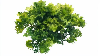 Fototapeta premium Vector tree top watercolor drawing for landscape design and planning in architecture