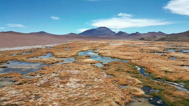 Orbit shot around vicuna drinking from Andean bofedal stream with golden grass wetland and dramatic volcanic peaks in the background. San Pedro de Atacama, Chile