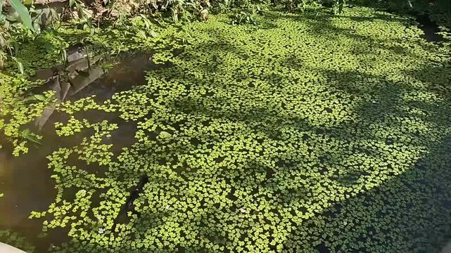 Green duckweed covering the surface of a pond in bright sunlight
