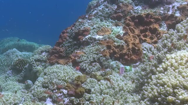 A bustling underwater world unfolds, showcasing a magnificent coral garden. Schools of tiny, iridescent fish weave through soft and hard corals, creating a breathtaking tableau of ocean life.