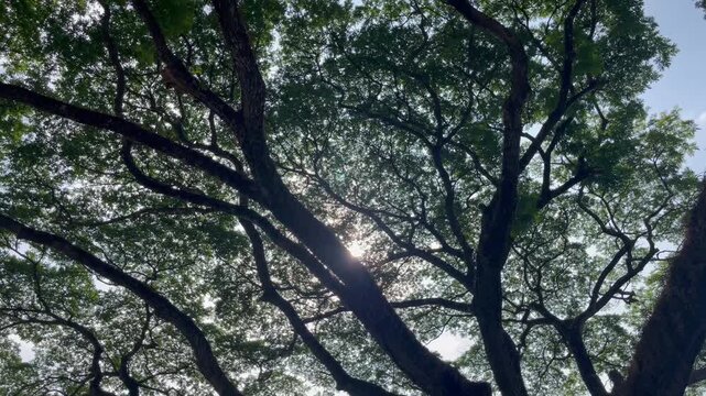 Outdoors garden surrounded by tropical plant, stock footage