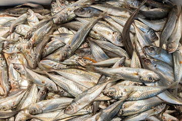 Fototapeta premium Freshly Caught Sardines Pile Seafood Market Healthy Food Ingredient