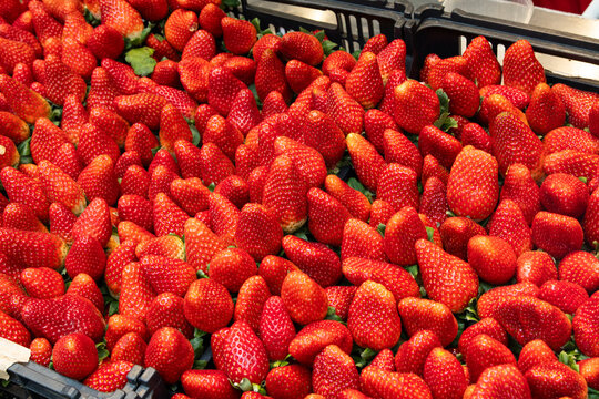 Fresh Ripe Strawberries Piled High in Crates Ready for Sale