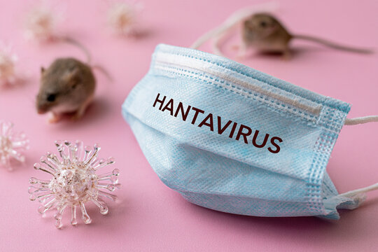 Blue surgical mask with hantavirus label surrounded by small mice and viral pathogens on a pink backdrop.