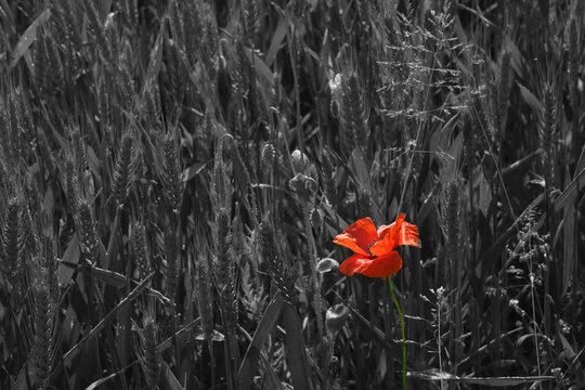 A red poppy in the gray field of life