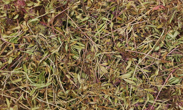 Dried chopped thyme leaves, background and texture