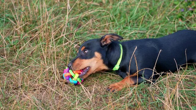 Deutscher Jagdterrier dog playing outside with ball. Terrier playing with colorful toy in grass lawn during summer. Pet humanization caregiving
