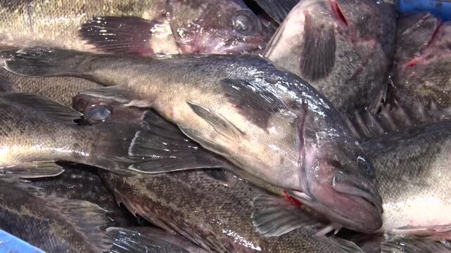 北海道のソイ（根魚）_Hokkaido Rockfish