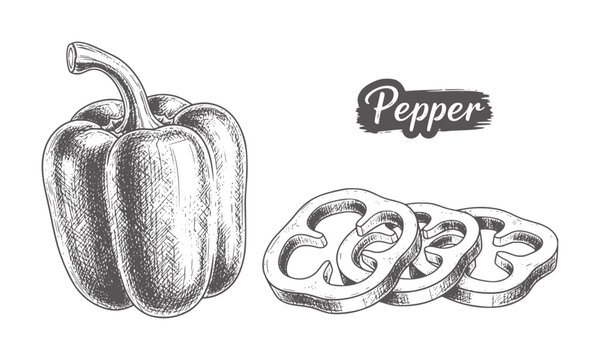 Hand drawn bell pepper whole and sliced white vegetable food ingredient