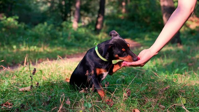Dog training pets carry out handler commands. Hunt terrier playing with its owner treats with vitamin supplements outdoors summer time. Playful puppy Jagdterrier breed training session in park