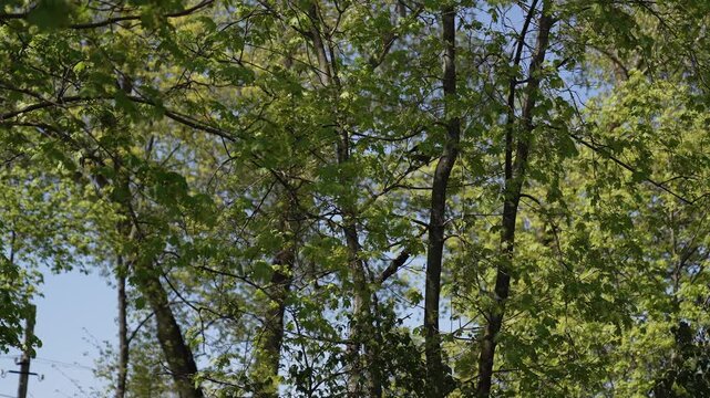 Black crow perched among fresh green spring leaves, calling from a tree canopy on a sunny day. Natural woodland scene with branches, foliage and blue sky in the background.