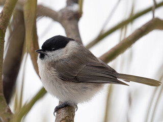 Marsh tit bird perched on a branch in winter forest. © fotomaster