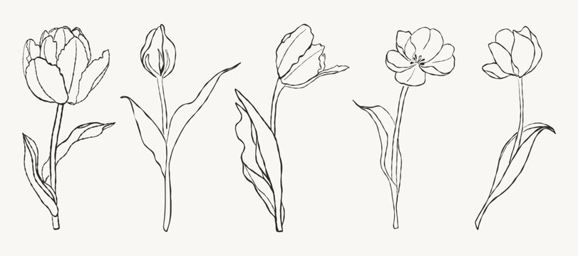 The Tulips Tattoo Collection .Contemporary abstract minimalist art, featuring vector illustrations of plants rendered in the style of ink, pencil or crayon drawings. A collection of hand-drawn spring