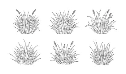 Six hand drawn grass tufts with seed heads and blades © MrZayang