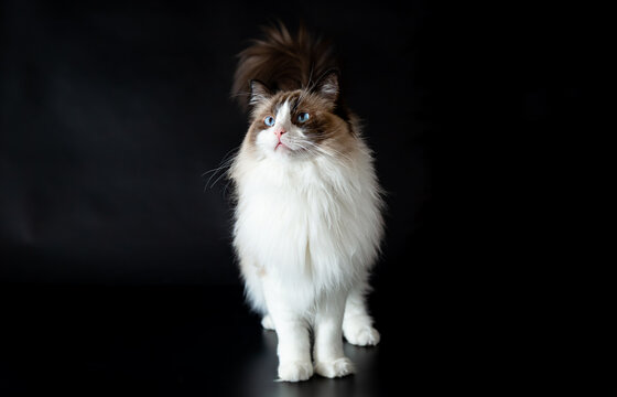 Purebred fluffy Ragdoll cat with bright blue eyes
