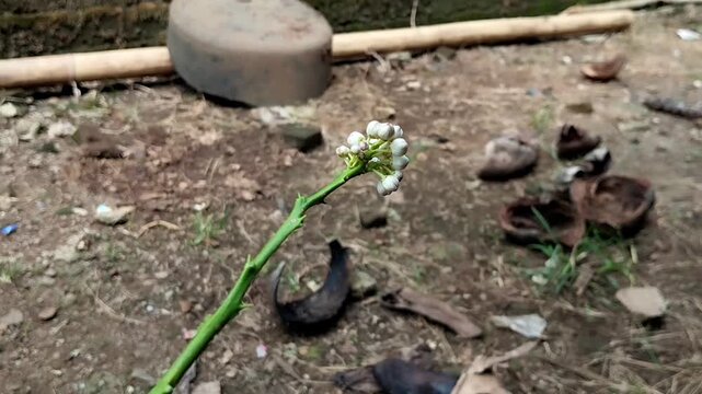 Footage depicts a kaffir lime flower bud from a low angle, revealing the supporting stem in its entirety. 