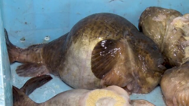 北海道のごっこ（ホテイウオ）_Smooth Lumpsucker from Hokkaido Japan