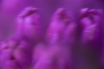makro nah blume pink © fotorena.de
