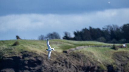 Fototapeta premium Sandwich tern in flight over coastal cliffs in North Berwick, Scotland