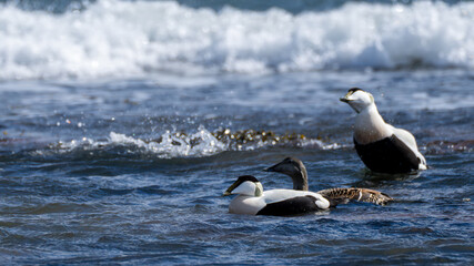 Fototapeta premium Common eiders in surf along the North Berwick coastline