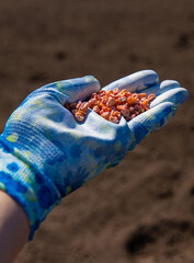 Obraz premium Plant corn in the garden. Selective focus.