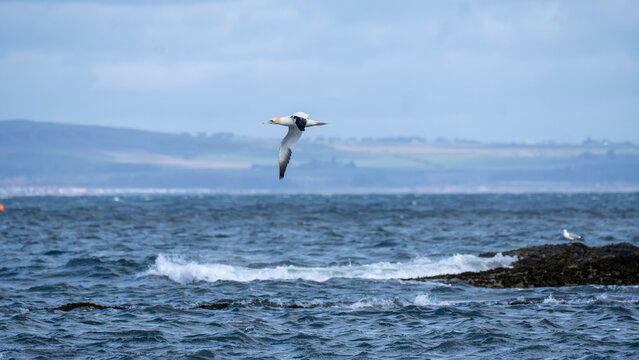 Northern gannet flying above rough coastal waters near North Berwick