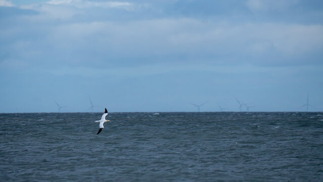 Northern gannet flying low over stormy North Sea with offshore wind farm