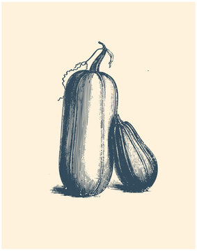 Detailed vintage style zucchini engraving illustration with hand drawn texture. Rustic organic squash vegetable artwork isolated on beige background.